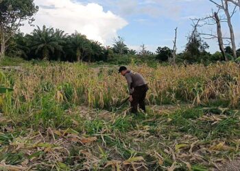 Polda Kaltara Dukung Program Ketahanan Pangan