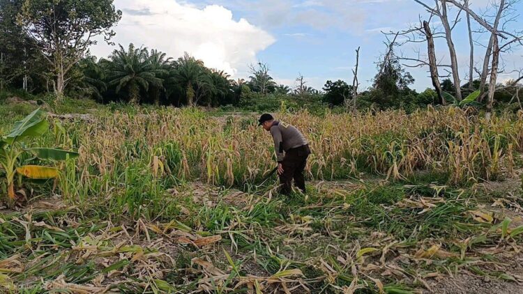 Polda Kaltara Dukung Program Ketahanan Pangan