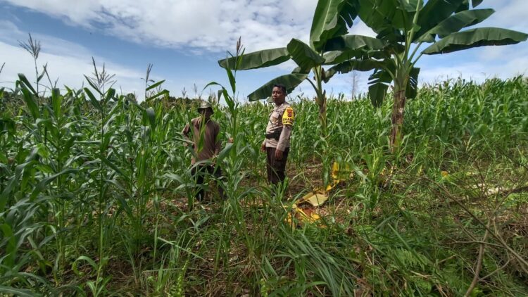 Bhabinkamtibmas Dampingi Petani dalam Pengelolaan Lahan Jagung