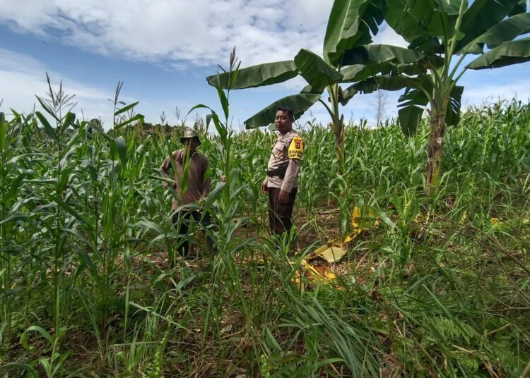 Bhabinkamtibmas Dampingi Petani dalam Pengelolaan Lahan Jagung