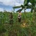 Bhabinkamtibmas Dampingi Petani dalam Pengelolaan Lahan Jagung
