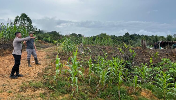 Pendampingan Penanaman Jagung Guna Mendukung Ketahanan Pangan