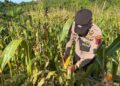 Dukung Ketahanan Pangan Bhabinkamtibmas Tanjung Buka  Dampingi Petani