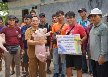 Pemkab Bulungan Salurkan 345 Bibit Ternak Babi