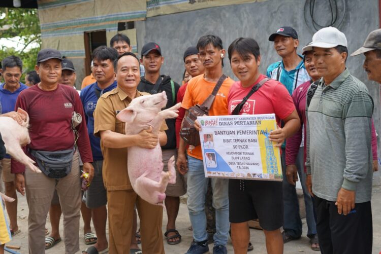 Pemkab Bulungan Salurkan 345 Bibit Ternak Babi