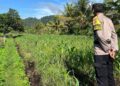 Ketahanan Pangan di Bulungan Diperkuat Lewat Program Penanaman Jagung