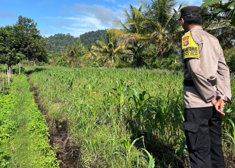 Ketahanan Pangan di Bulungan Diperkuat Lewat Program Penanaman Jagung