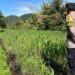 Ketahanan Pangan di Bulungan Diperkuat Lewat Program Penanaman Jagung