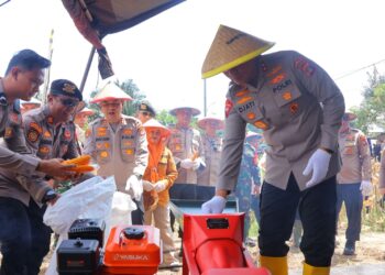 Wujudkan Swasembada, Kapolda Kaltara Pimpin Panen Raya Jagung di Tarakan