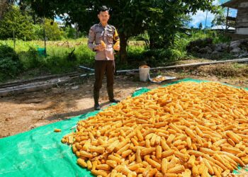 Dukung Ketahanan Pangan Personel Polresta Bulungan Pantau Panen Jagung