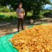 Dukung Ketahanan Pangan Personel Polresta Bulungan Pantau Panen Jagung