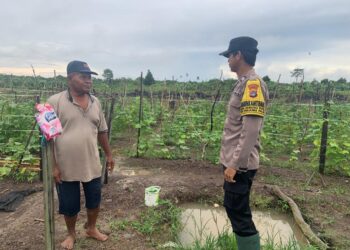 Dukung Swasembada Pangan, Polisi Pantau  Lahan Jagung Milik Petani
