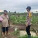 Dukung Swasembada Pangan, Polisi Pantau Lahan Jagung Milik Petani