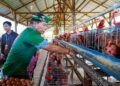 Gubernur Panen Perdana Ayam Petelur, Perkuat Ketahanan Pangan  