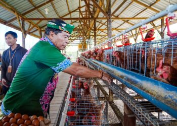Gubernur Panen Perdana Ayam Petelur, Perkuat Ketahanan Pangan
