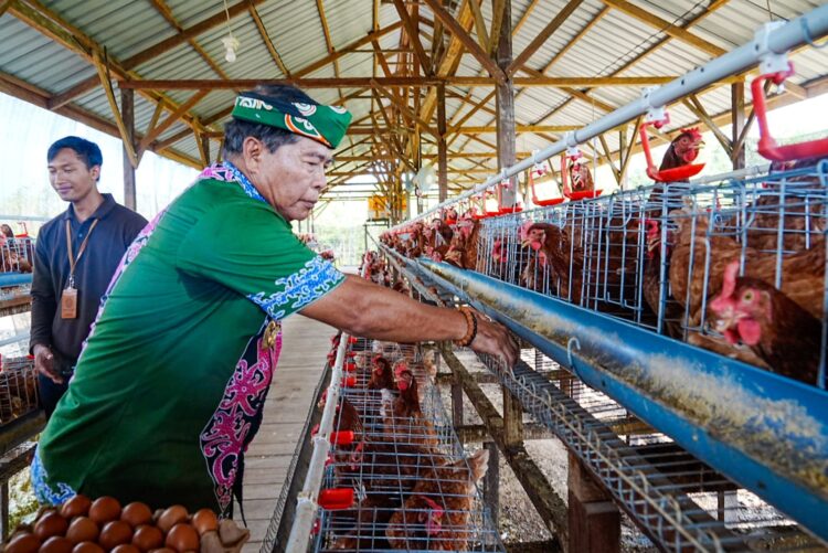 Gubernur Panen Perdana Ayam Petelur, Perkuat Ketahanan Pangan  