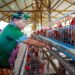 Gubernur Panen Perdana Ayam Petelur, Perkuat Ketahanan Pangan